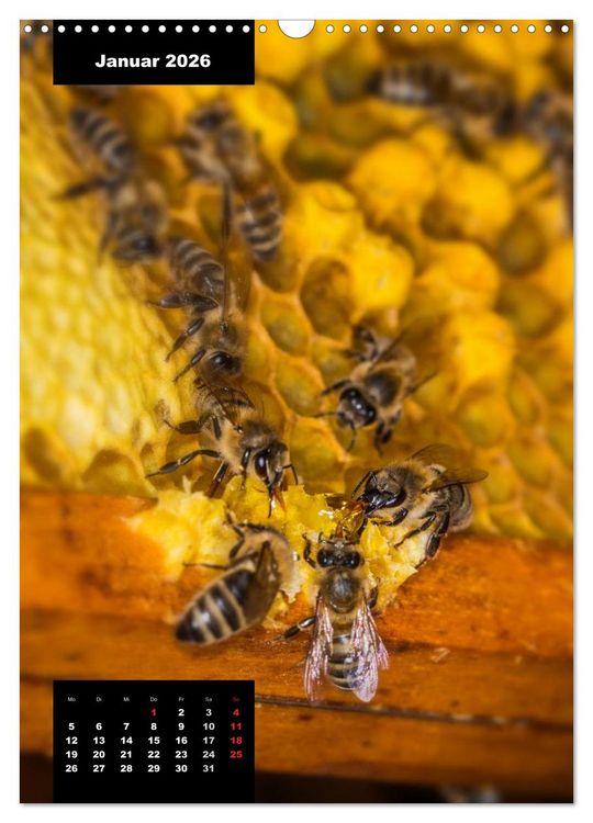 Produktbild: Bienen in ihrem geheimen Reich (Wandkalender 2026 DIN A3 hoch), CALVENDO Monatskalender