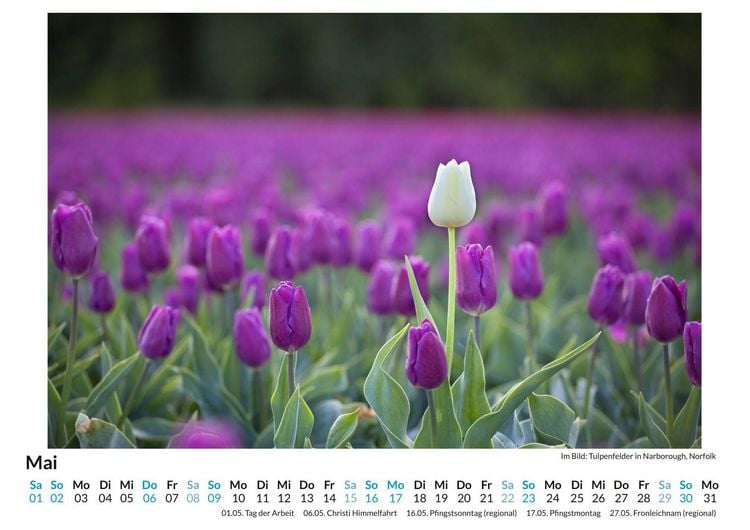 Produktbild: Tulpen