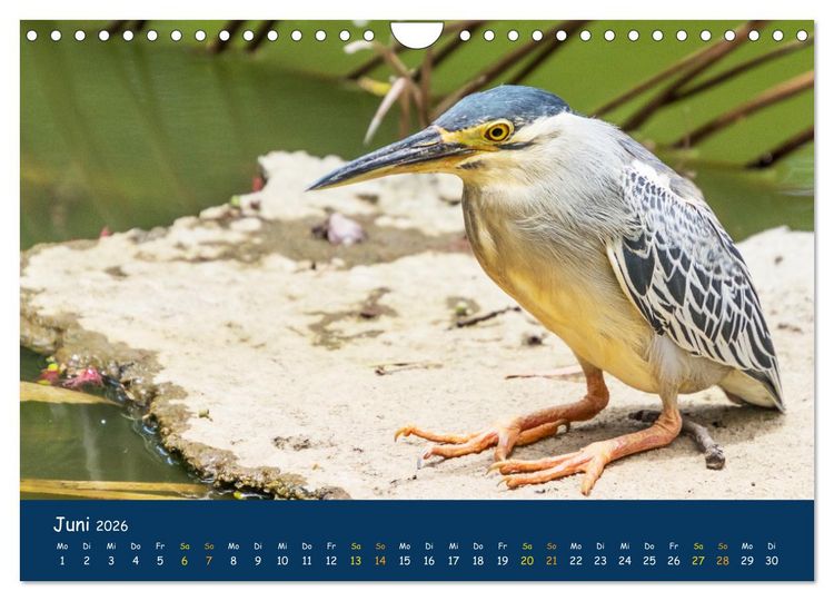 Produktbild: Faszinierende Tierwelt von Mauritius - Magische Momente der Natur (Wandkalender 2026 DIN A4 quer), CALVENDO Monatskalender