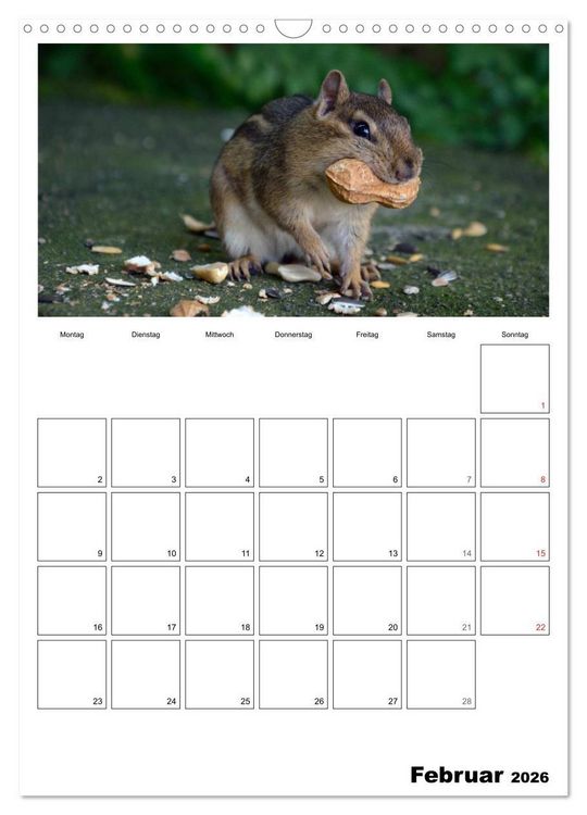 Produktbild: Streifenh&ouml;rnchen - neugierige Nager (Wandkalender 2026 DIN A3 hoch), CALVENDO Monatskalender