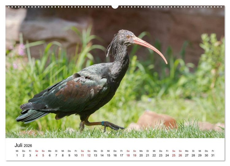 Produktbild: Der Waldrapp - Ein skurriler Vogel (Wandkalender 2026 DIN A2 quer), CALVENDO Monatskalender