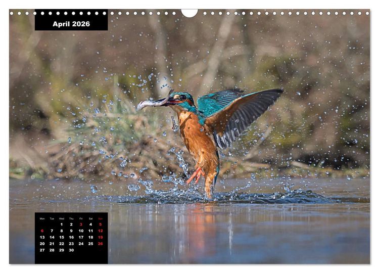 Produktbild: Beautiful birds THE KINGFISHER (Wall Calendar 2026 DIN A3 landscape), CALVENDO 12 Month Wall Calendar