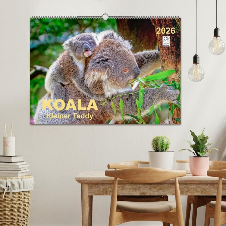 Produktbild: Koala - kleiner Teddy (Wandkalender 2026 DIN A2 quer), CALVENDO Monatskalender