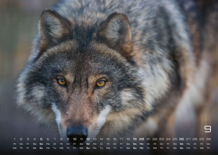 Produktbild: Wolf &ndash; Im Schatten des Waldes - 2027 - Kalender DIN A3