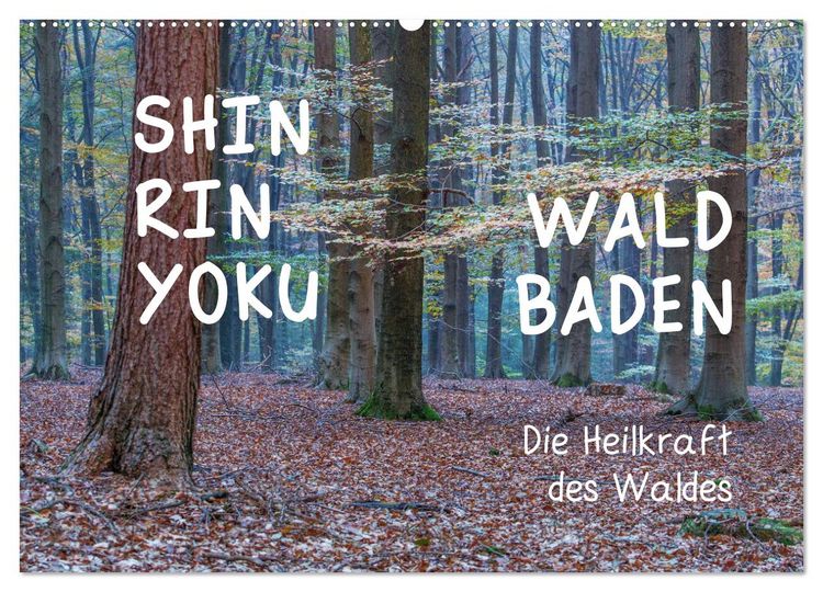 Produktbild: Shinrin yoku - Waldbaden 2026 (Wandkalender 2026 DIN A2 quer), CALVENDO Monatskalender