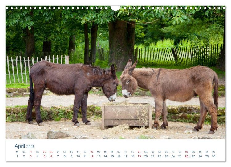 Produktbild: Tierisches Leben auf dem Bauernhof 2026 (Wandkalender 2026 DIN A3 quer), CALVENDO Monatskalender