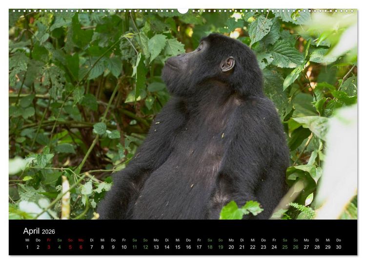 Produktbild: Ugandas friedliche Berggorillas (Wandkalender 2026 DIN A2 quer), CALVENDO Monatskalender