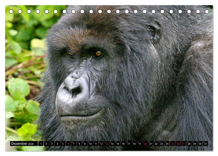 Produktbild: Berggorillas - die sanften Riesen (Tischkalender 2026 DIN A5 quer), CALVENDO Monatskalender