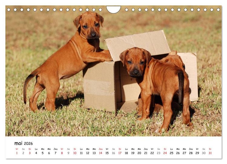 Produktbild: Chiots Rhodesian Ridgeback (Calendrier mural 2026 DIN A4 vertical), CALVENDO calendrier mensuel