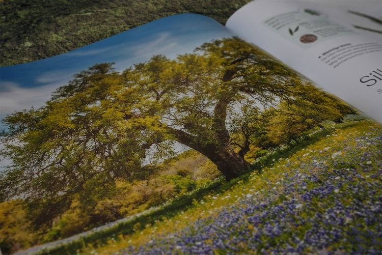 Produktbild: B&auml;ume - Eine Natur- und Kulturgeschichte