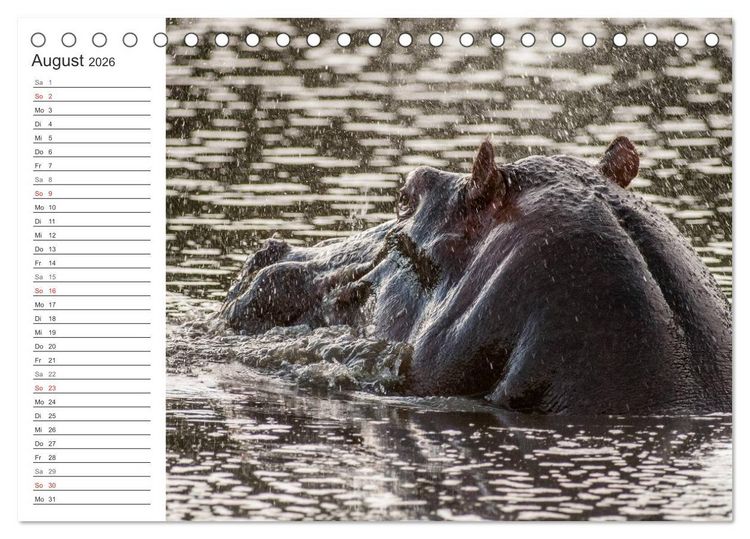 Produktbild: Emotionale Momente: Nilpferde hautnah (Tischkalender 2026 DIN A5 quer), CALVENDO Monatskalender