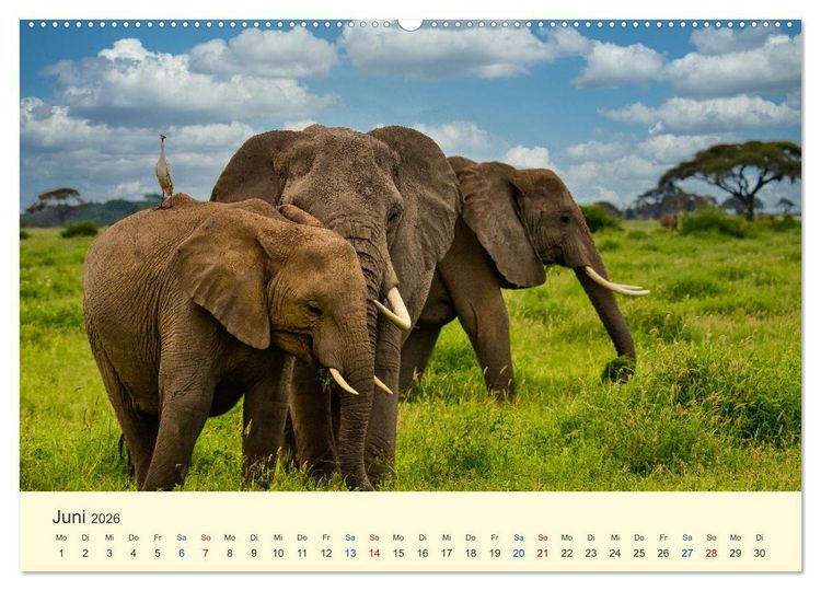 Produktbild: Safari in Kenia (Wandkalender 2026 DIN A2 quer), CALVENDO Monatskalender