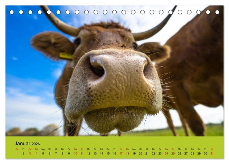 Produktbild: Kuhckst du? (Tischkalender 2026 DIN A5 quer), CALVENDO Monatskalender