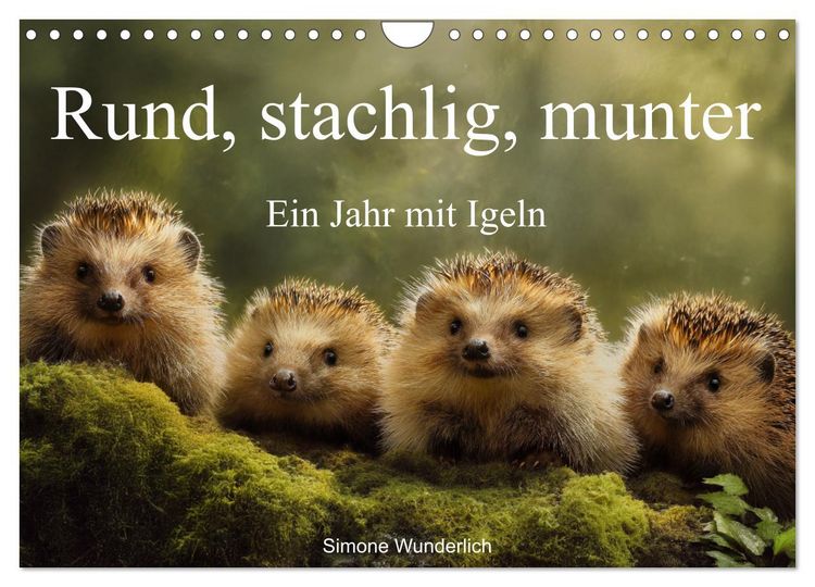 Produktbild: Rund, stachlig, munter - Ein Jahr mit Igeln (Wandkalender 2026 DIN A4 quer), CALVENDO Monatskalender