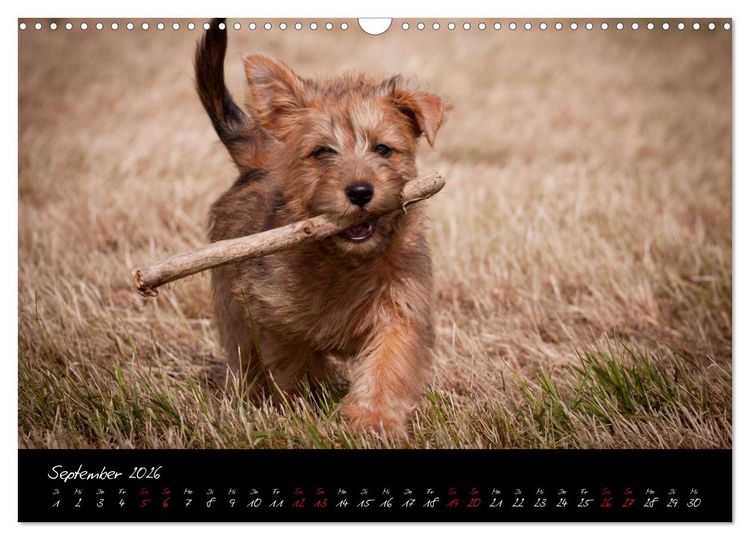 Produktbild: Australian Terrier Welpen (Wandkalender 2026 DIN A3 quer), CALVENDO Monatskalender