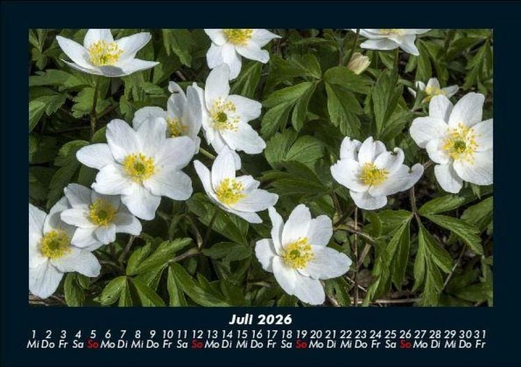 Produktbild: Blumentr&auml;ume 2026 Fotokalender DIN A5