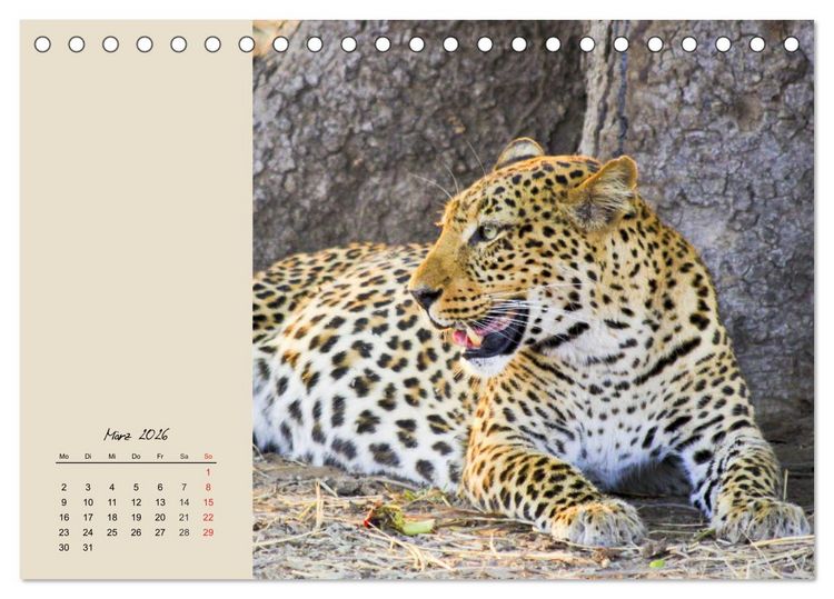 Produktbild: Leoparden. Geschmeidig, kr&auml;ftig und klug (Tischkalender 2026 DIN A5 quer), CALVENDO Monatskalender