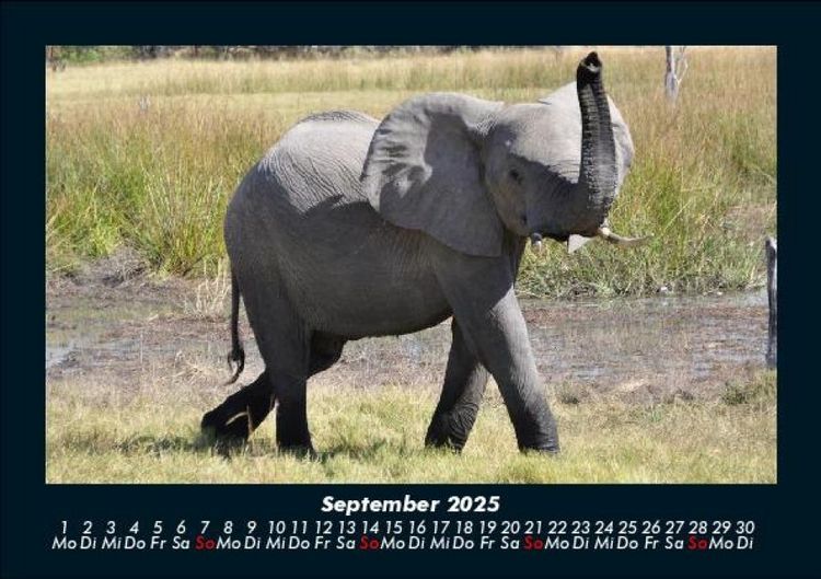 Produktbild: Der Elefantenkalender 2025 Fotokalender DIN A5