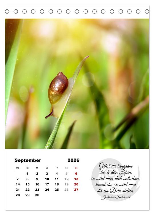 Produktbild: Schnecklein (Tischkalender 2026 DIN A5 hoch), CALVENDO Monatskalender