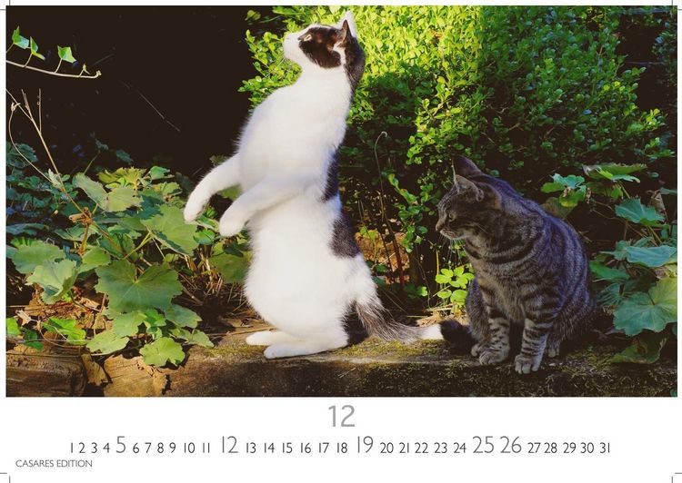 Produktbild: Funny Cats Kalender 2027 &ndash; Wandkalender | Fotokalender Tierkalender 35x50cm - Witziger Katzenkalender