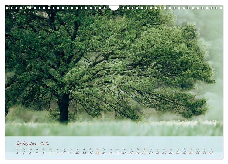 Produktbild: Sch&ouml;nheiten des Waldes (Wandkalender 2026 DIN A3 quer), CALVENDO Monatskalender