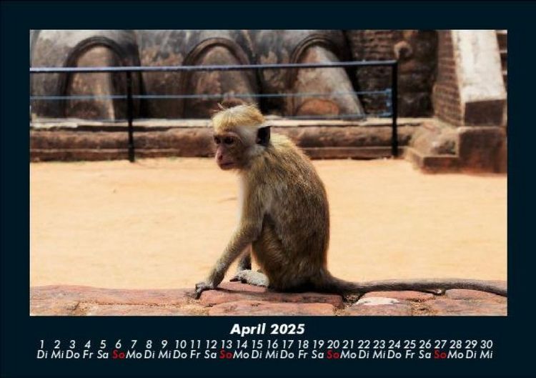 Produktbild: Tierkalender 2025 Fotokalender DIN A5