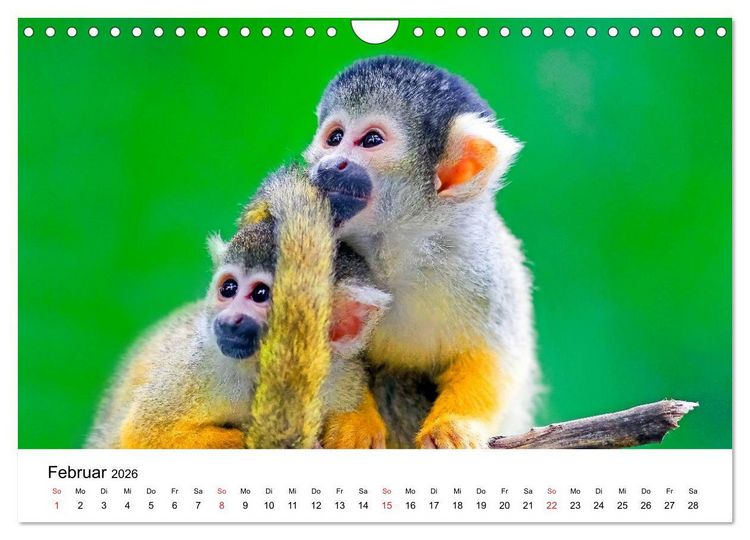 Produktbild: Totenkopfaffen (Wandkalender 2026 DIN A4 quer), CALVENDO Monatskalender