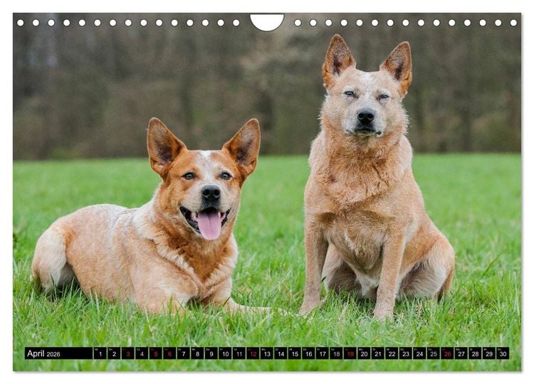 Produktbild: Power auf 4 Pfoten. Australian Cattle Dog (Wandkalender 2026 DIN A4 quer), CALVENDO Monatskalender