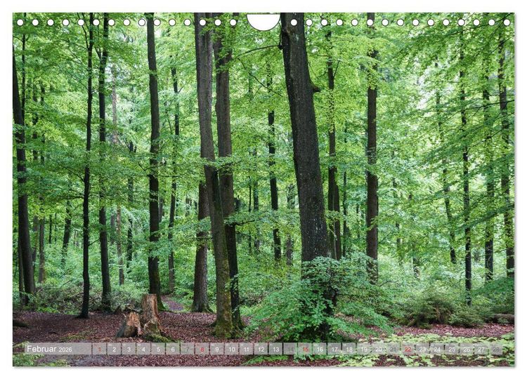 Produktbild: Teutoburger Wald - Natur und Kultur (Wandkalender 2026 DIN A4 quer), CALVENDO Monatskalender