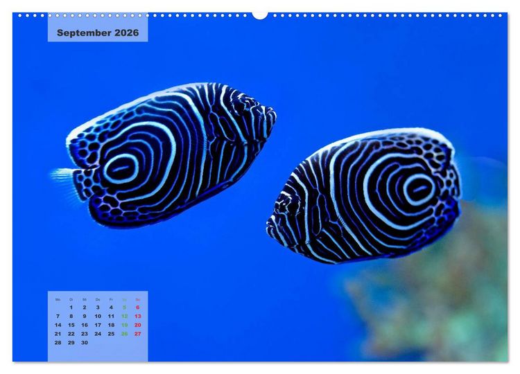 Produktbild: UNTER WASSER Riffaquaristik (hochwertiger Premium Wandkalender 2026 DIN A2 quer), Kunstdruck in Hochglanz