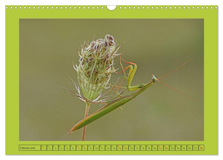 Produktbild: Die Gottesanbeterin Mantis Religiosa (Wandkalender 2026 DIN A3 quer), CALVENDO Monatskalender