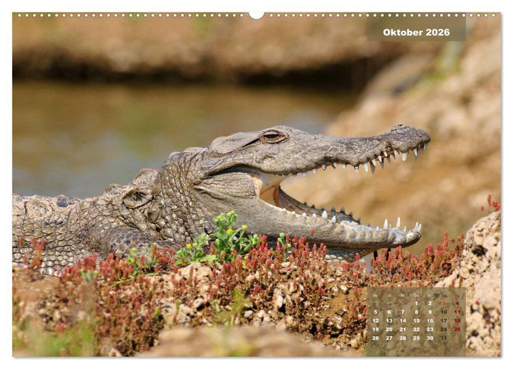 Produktbild: Wilde Tiere Indiens (hochwertiger Premium Wandkalender 2026 DIN A2 quer), Kunstdruck in Hochglanz