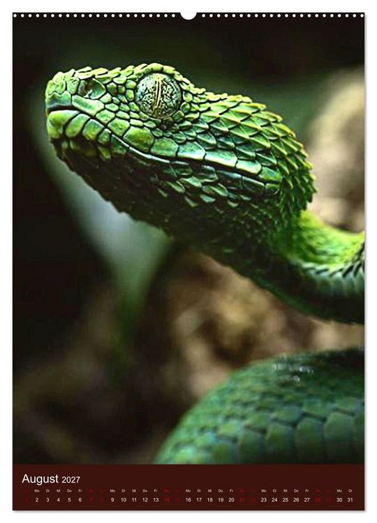 Produktbild: The Power Of Snake (Wandkalender 2027 DIN A2 hoch), CALVENDO Monatskalender
