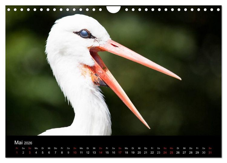 Produktbild: Tierkalender 2026 (Wandkalender 2026 DIN A4 quer), CALVENDO Monatskalender