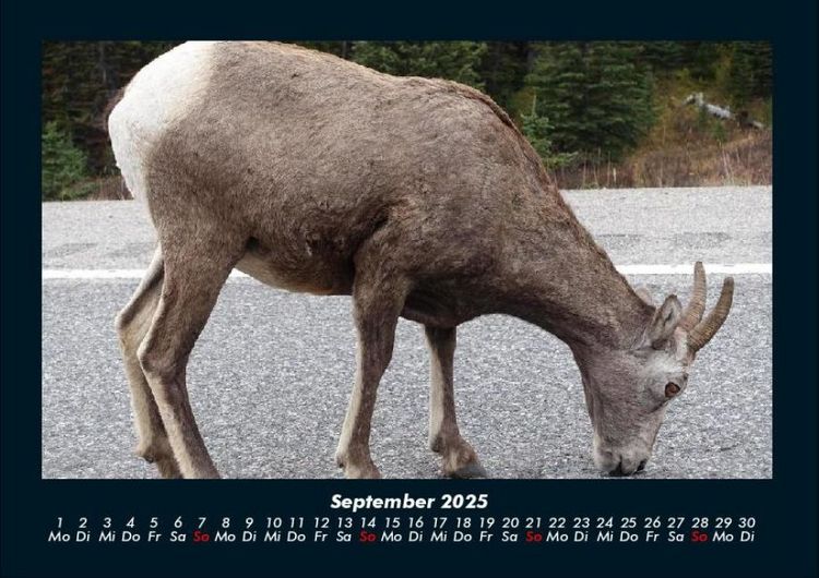 Produktbild: Der Tierkalender 2025 Fotokalender DIN A4