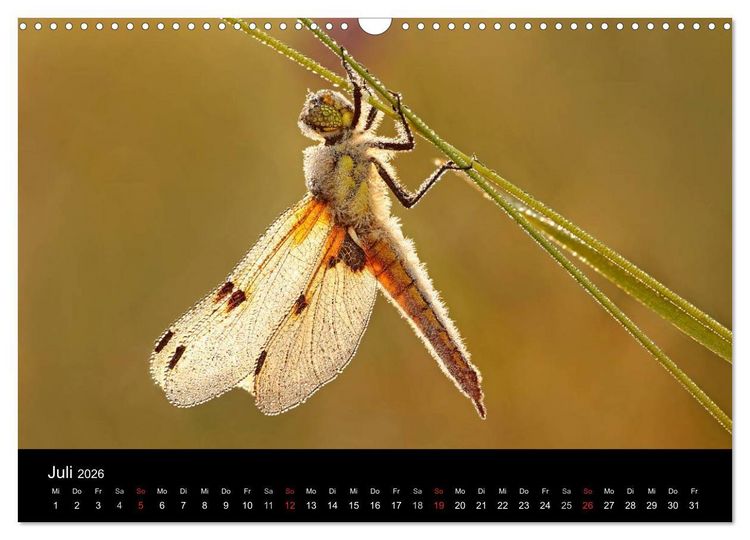 Produktbild: Libellen im Ried (Wandkalender 2026 DIN A3 quer), CALVENDO Monatskalender