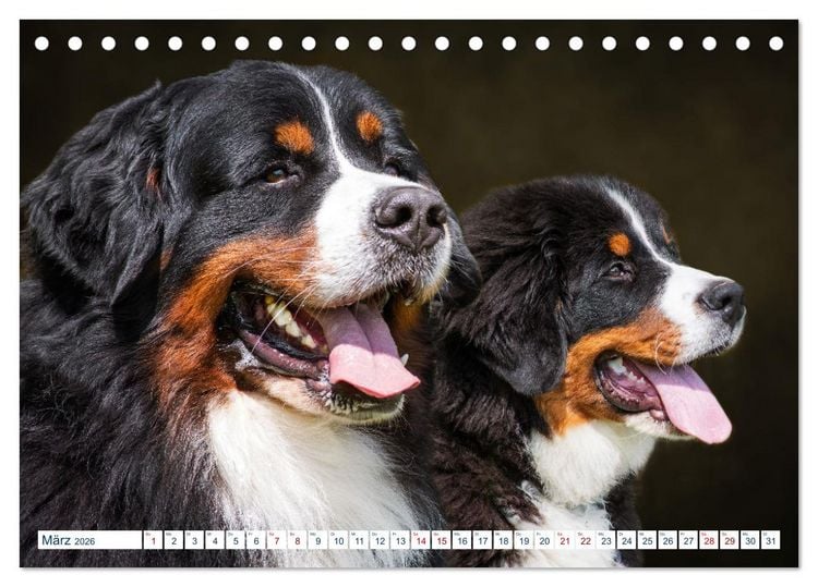 Produktbild: Berner Sennenhund - Ein Traum auf vier Pfoten (Tischkalender 2026 DIN A5 quer), CALVENDO Monatskalender