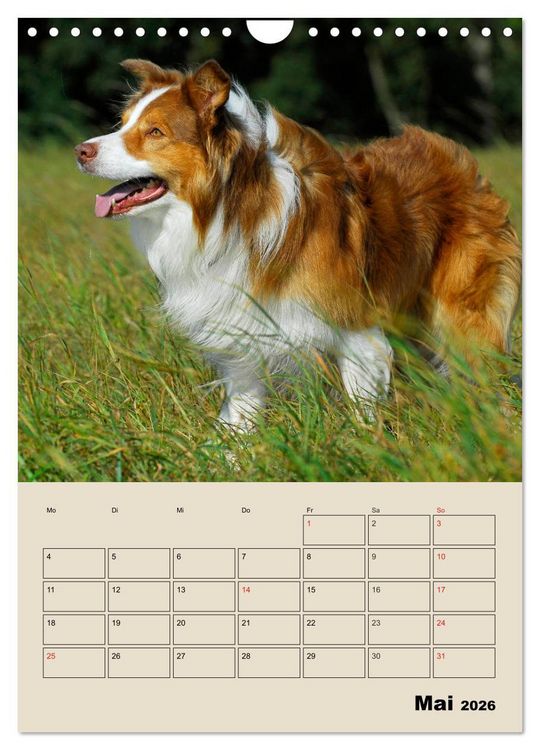 Produktbild: Border Collie - Ein Familienplaner (Wandkalender 2026 DIN A4 hoch), CALVENDO Monatskalender
