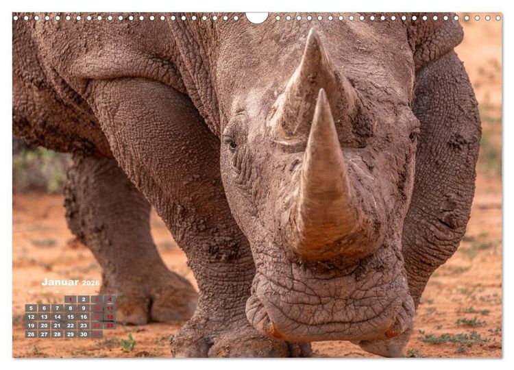 Produktbild: Action in der Savanne (Wandkalender 2026 DIN A3 quer), CALVENDO Monatskalender