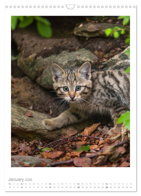 Produktbild: European Wildcats (Wall Calendar 2026 DIN A3 portrait), CALVENDO 12 Month Wall Calendar
