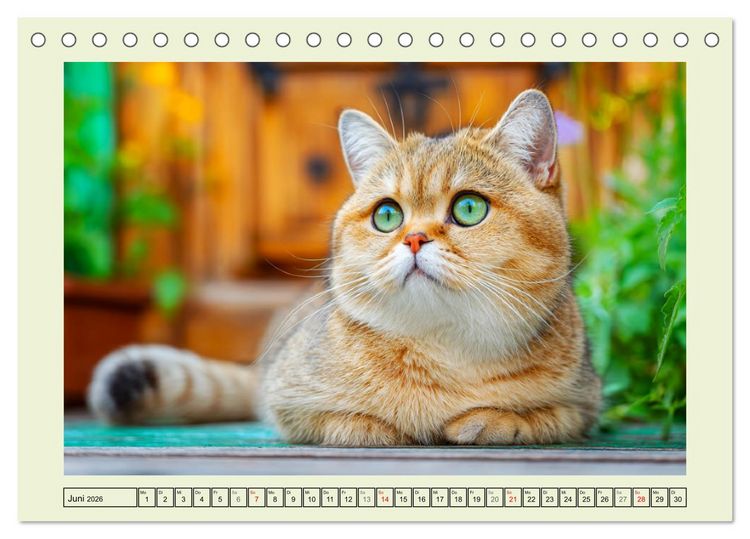 Produktbild: British Shorthair. Sanfte W&uuml;rde und Katzengl&uuml;ck im Gr&uuml;nen (Tischkalender 2026 DIN A5 quer), CALVENDO Monatskalender