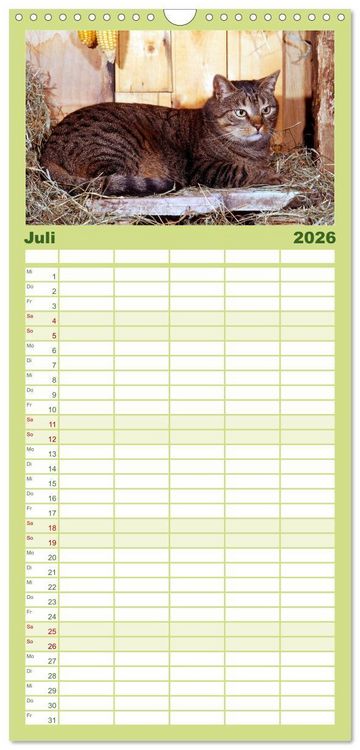 Produktbild: Familienplaner 2026 - Katzen mit 5 Spalten (Wandkalender, 21 x 45 cm) CALVENDO