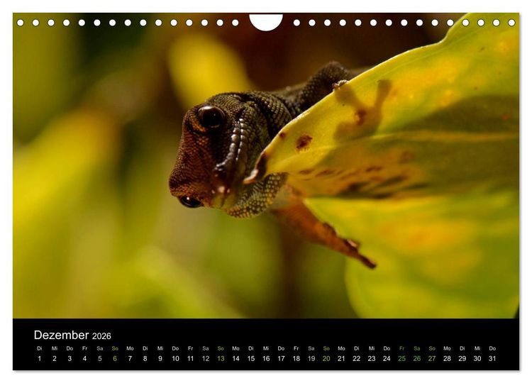 Produktbild: Reptilien (Wandkalender 2026 DIN A4 quer), CALVENDO Monatskalender