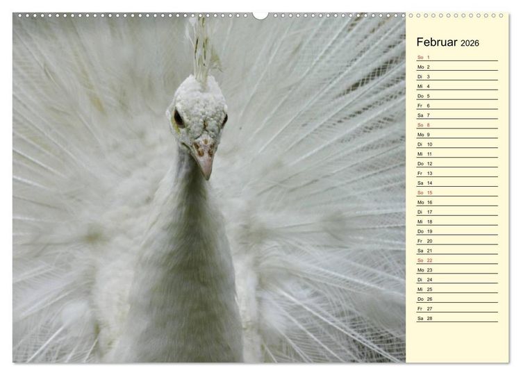 Produktbild: Pfaue. Pr&auml;chtig und schillernd (Wandkalender 2026 DIN A2 quer), CALVENDO Monatskalender