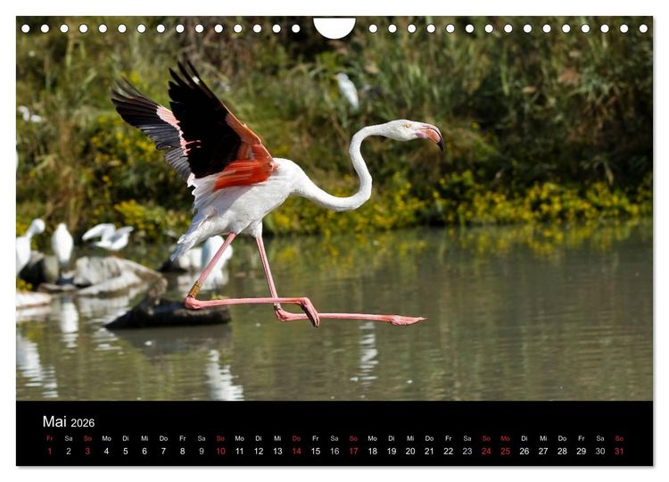 Produktbild: Flamingos der Camargue 2026 (Wandkalender 2026 DIN A4 quer), CALVENDO Monatskalender