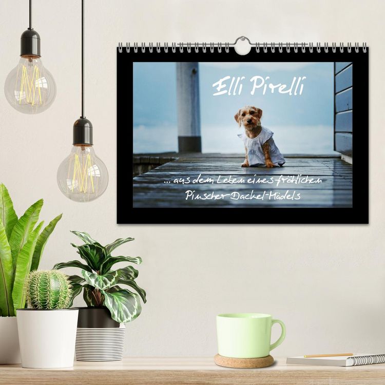 Produktbild: Elli Pirelli... aus dem Leben eines fr&ouml;hlichen Pinscher-Dackel-M&auml;dels (Wandkalender 2026 DIN A4 quer), CALVENDO Monatskalender