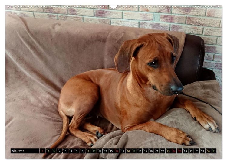 Produktbild: Rhodesian Ridgeback - Ausdrucksstarke Gesichter (hochwertiger Premium Wandkalender 2026 DIN A2 quer), Kunstdruck in Hochglanz