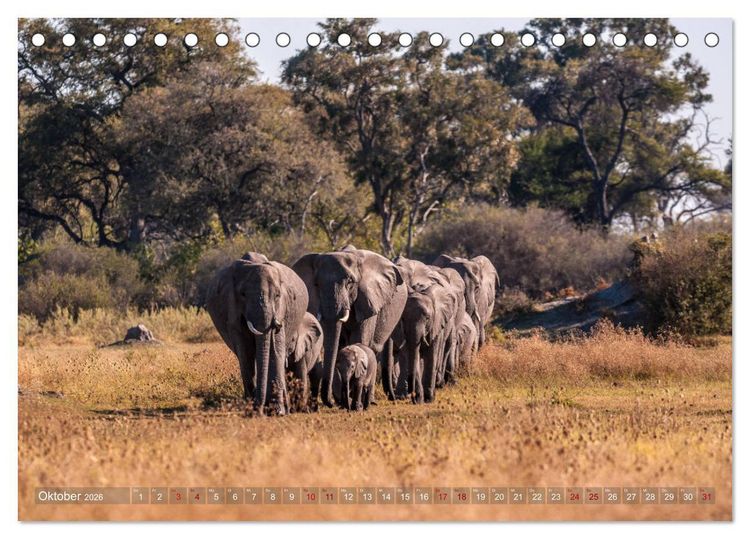 Produktbild: Elefanten in Afrika - Die mit den gro&szlig;en Ohren (Tischkalender 2026 DIN A5 quer), CALVENDO Monatskalender
