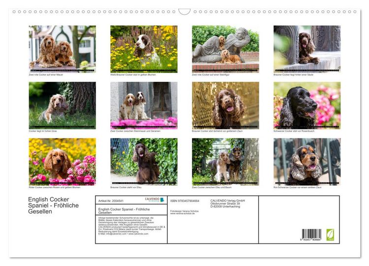 Produktbild: English Cocker Spaniel - Fr&ouml;hliche Gesellen (Wandkalender 2026 DIN A2 quer), CALVENDO Monatskalender