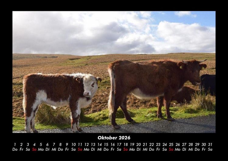 Produktbild: Kuhkalender 2026 Fotokalender DIN A3